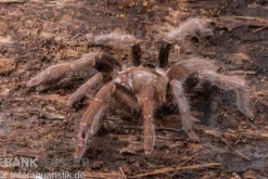 Kenia-Riesenvogelspinne, Pelinobius muticus XL