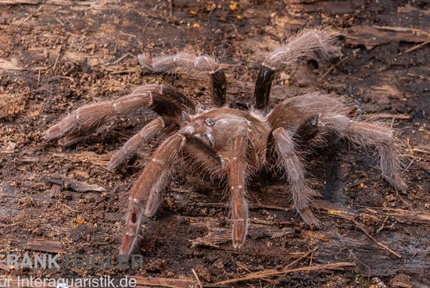 Kenia-Riesenvogelspinne, Pelinobius muticus XL