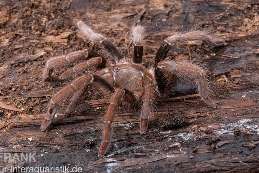 Kenia-Riesenvogelspinne, Pelinobius muticus XL