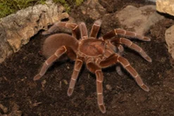 Kenia-Riesenvogelspinne, Pelinobius muticus