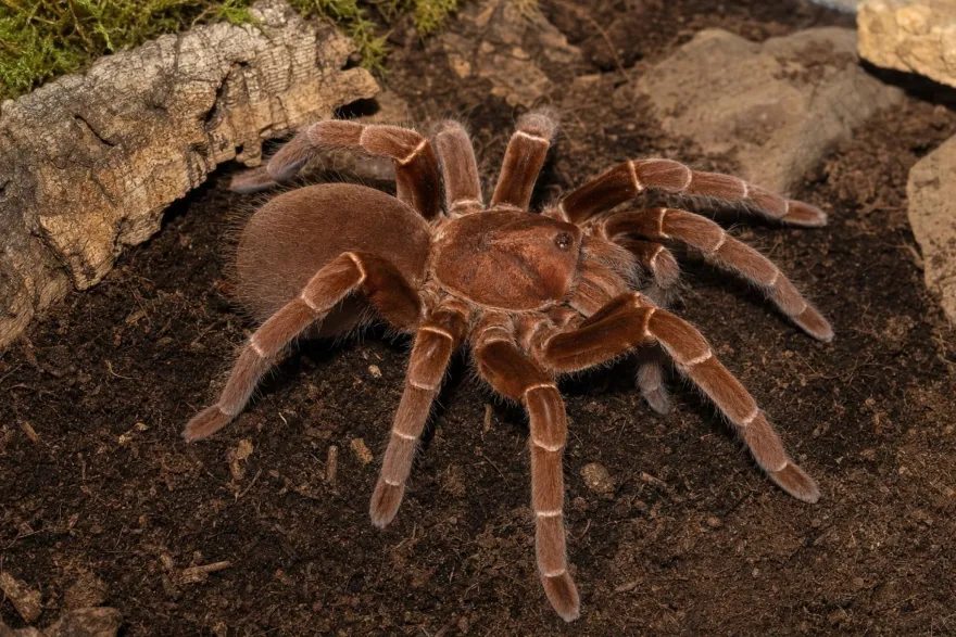 Kenia-Riesenvogelspinne, Pelinobius muticus