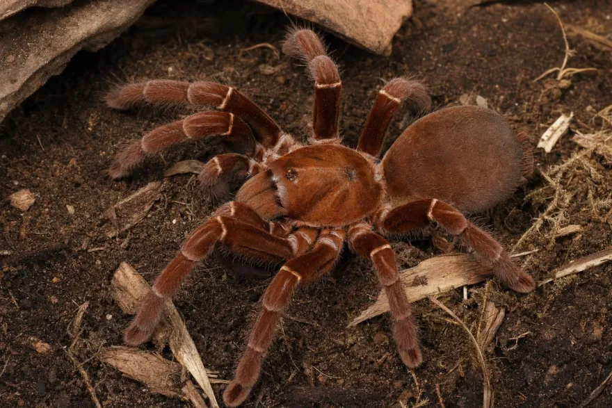 Kenia-Riesenvogelspinne, Pelinobius muticus