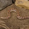 Kenia-Sandboa, Gongylophis c. loveridgei
