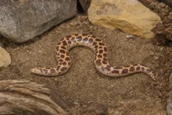 Kenia-Sandboa, Gongylophis c. loveridgei