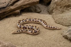 Kenia-Sandboa, Gongylophis c. loveridgei