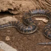 Kenia-Sandboa „Striped“, Gongylophis c. loveridgei