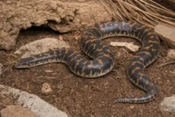 Kenia-Sandboa „Striped“, Gongylophis c. loveridgei