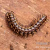 "Khao Luang"-Bandfüßer, Orthomorpha sp. “Khao Luang"