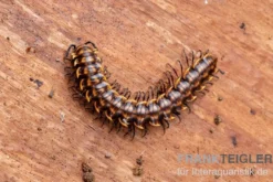 "Khao Luang"-Bandfüßer, Orthomorpha sp. “Khao Luang"