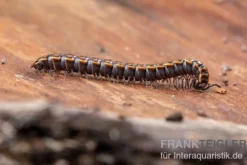 "Khao Luang"-Bandfüßer, Orthomorpha sp. “Khao Luang"