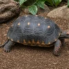 Köhlerschildkröte, Chelonoidis carbonarius
