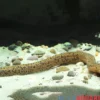 Kiemenschlitzaal, Synbranchus marmoratus Peru, 12-20 cm