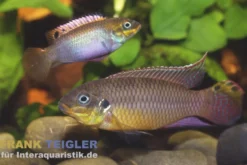 Kienke-Zwergbuntbarsch, Pelvicachromis taeniatus kienke