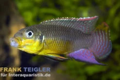 Kienke-Zwergbuntbarsch, Pelvicachromis taeniatus kienke