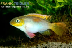 Kienke-Zwergbuntbarsch, Pelvicachromis taeniatus kienke
