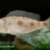 Kigoma-Fadenmaulbrüter, Cyathopharynx furcifer KIGOMA, DNZ