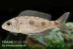 Kigoma-Fadenmaulbrüter, Cyathopharynx furcifer KIGOMA, DNZ