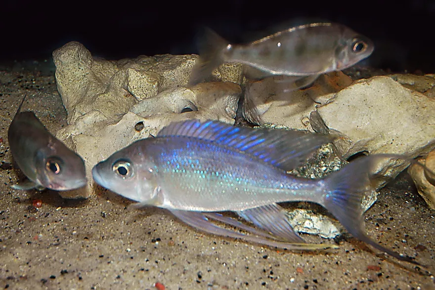 Kigoma-Fadenmaulbrüter, Cyathopharynx furcifer KIGOMA, DNZ