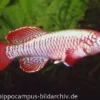 Killifisch Torfansatz Nothobranchius eggersi red, 30 Eier