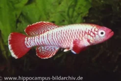 Killifisch Torfansatz Nothobranchius eggersi red, 30 Eier