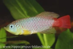 Killifisch Torfansatz Nothobranchius foerschi, 30 Eier