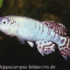Killifisch Torfansatz Nothobranchius eggersi blue, 30 Eier