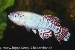 Killifisch Torfansatz Nothobranchius eggersi blue, 30 Eier