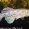 Killifisch Torfansatz Nothobranchius jubbi, 30 Eier