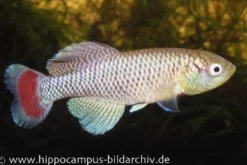Killifisch Torfansatz Nothobranchius jubbi, 30 Eier