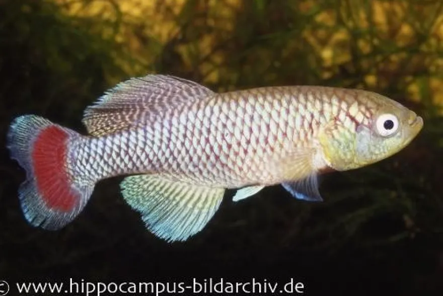 Killifisch Torfansatz Nothobranchius jubbi, 30 Eier