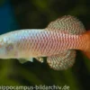 Killifisch Torfansatz Nothobranchius palmqvistii, 30 Eier