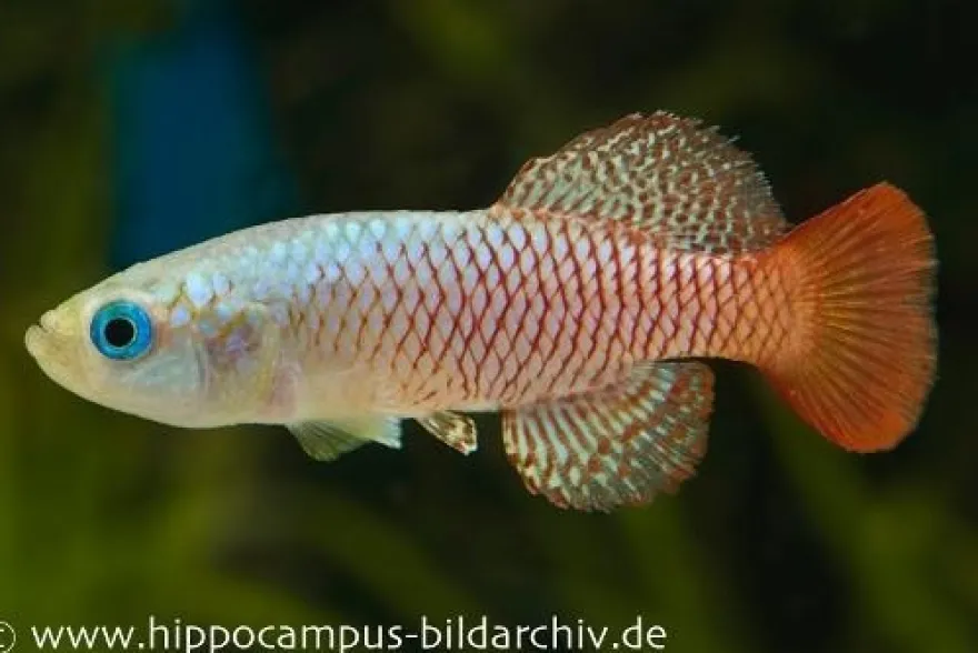 Killifisch Torfansatz Nothobranchius palmqvistii, 30 Eier