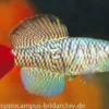 Killifisch Torfansatz Nothobranchius orthonotus, 30 Eier