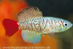 Killifisch Torfansatz Nothobranchius orthonotus, 30 Eier