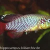 Killifisch Torfansatz Nothobranchius guentheri red, 30 Eier