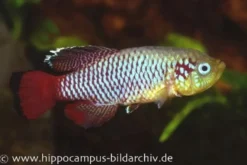 Killifisch Torfansatz Nothobranchius guentheri red, 30 Eier