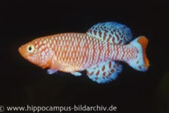 Killifisch Torfansatz Nothobranchius rachovii, 30 Eier