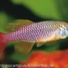 Killifisch Torfansatz Nothobranchius patrizii, 30 Eier