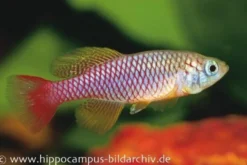 Killifisch Torfansatz Nothobranchius patrizii, 30 Eier