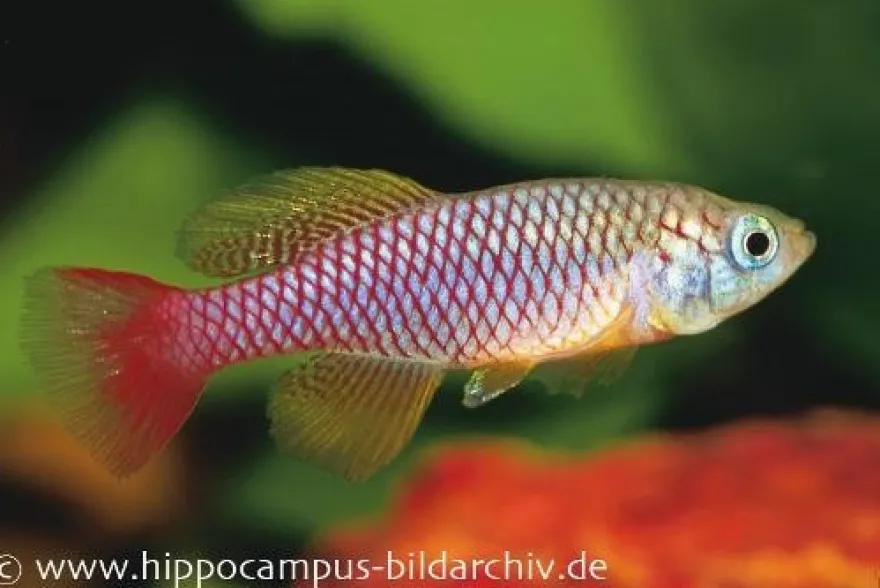 Killifisch Torfansatz Nothobranchius patrizii, 30 Eier