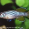 Killifisch Torfansatz Nothobranchius korthausae yellow, 30 Eier