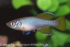 Killifisch Torfansatz Nothobranchius korthausae yellow, 30 Eier