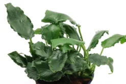 Kirin-Zwergspeerblatt, Anubias barteri var. nana "Kirin", im Topf
