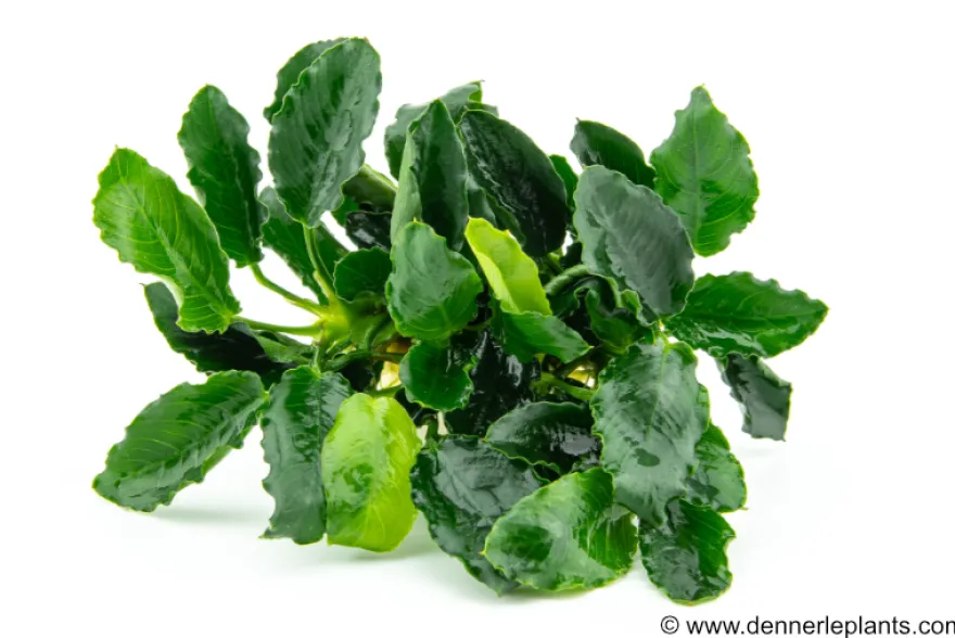 Kirin-Zwergspeerblatt, Anubias barteri var. nana "Kirin", im Topf