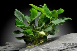 Kirin-Zwergspeerblatt, Anubias barteri var. nana