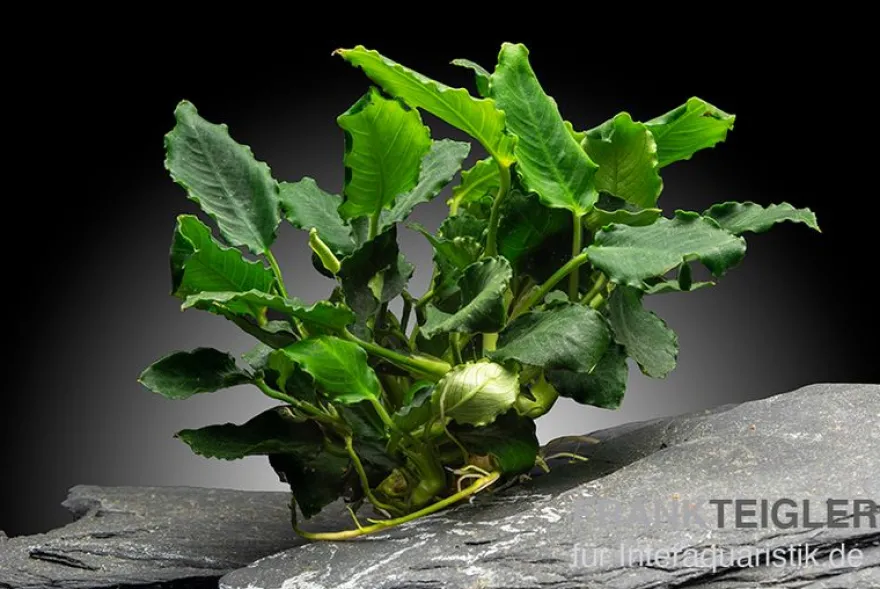 Kirin-Zwergspeerblatt, Anubias barteri var. nana "Kirin", im Topf
