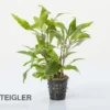 Kirschblatt-Riesenwasserfreund, Hygrophila corymbosa "Stricta", im Topf