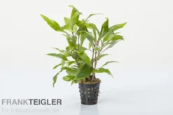 Kirschblatt-Riesenwasserfreund, Hygrophila corymbosa "Stricta", im Topf