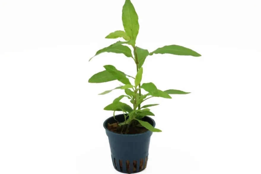 Kirschblatt-Riesenwasserfreund, Hygrophila corymbosa "Stricta", im Topf