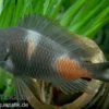 Kirschfleck-Moorii, Tropheus moorii "Bulu Point", DNZ